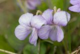 Viola rupestris