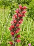 Echium russicum