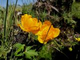 Trollius ircuticus
