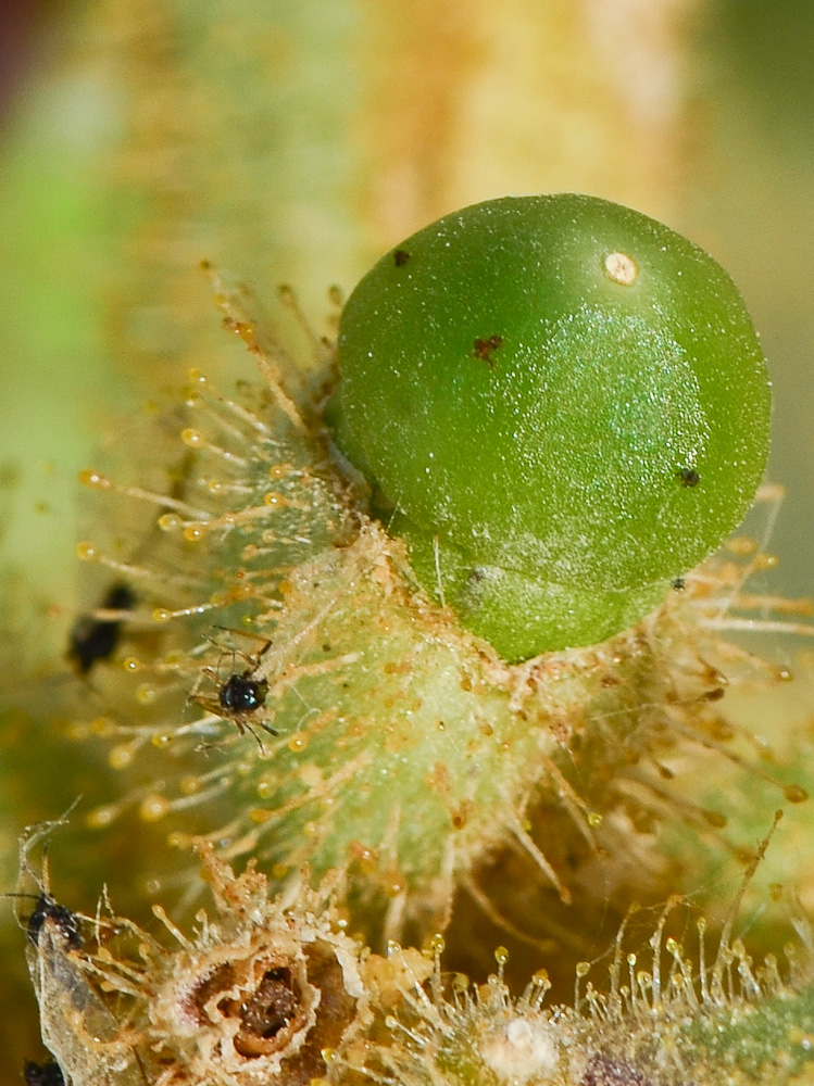 Изображение особи Hyoscyamus desertorum .