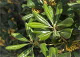 Pittosporum tobira