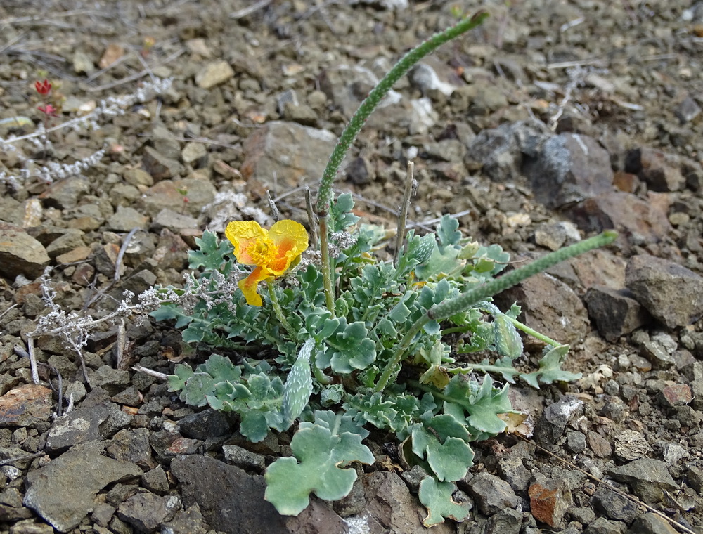 Изображение особи Glaucium squamigerum.