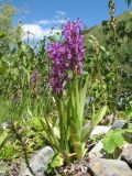 Dactylorhiza umbrosa. Цветущие растения. Казахстан, Жамбылская обл., сев. подножье Таласского Алатау, дно каньона Коксай на выходе из одноименного ущ., 1950 м н.у.м. 25 июня 2016 г.