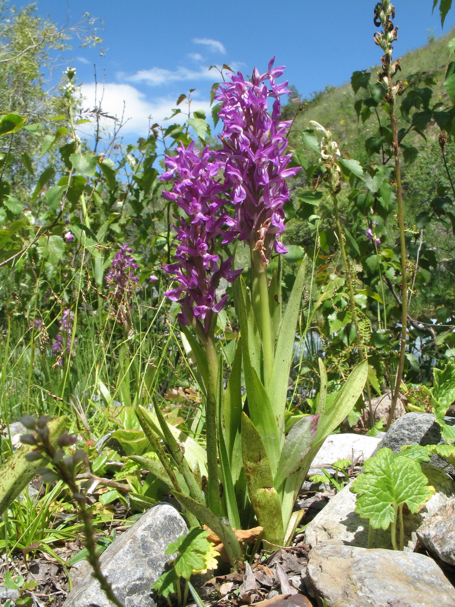 Изображение особи Dactylorhiza umbrosa.