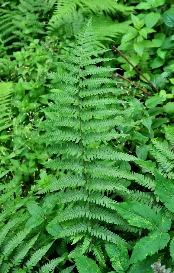 Изображение особи Dryopteris filix-mas.