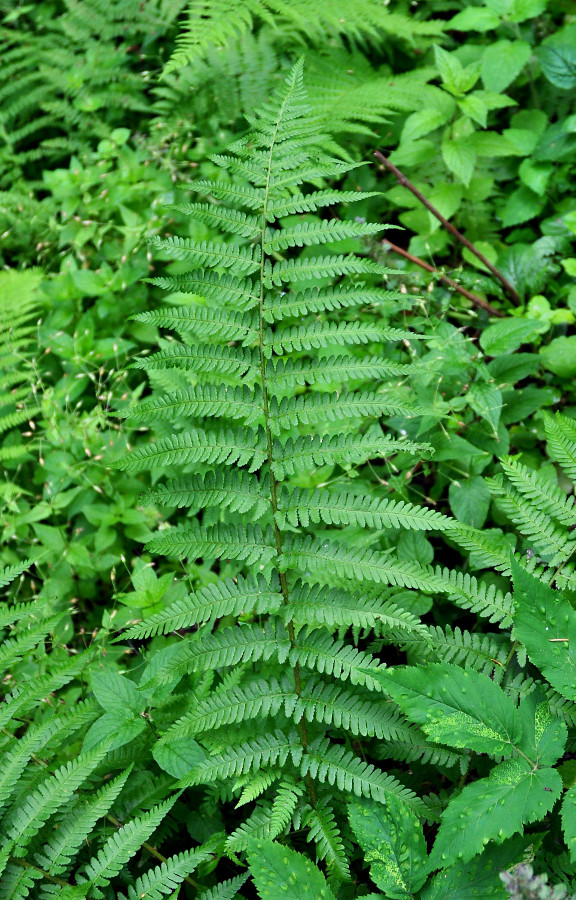 Image of Dryopteris filix-mas specimen.