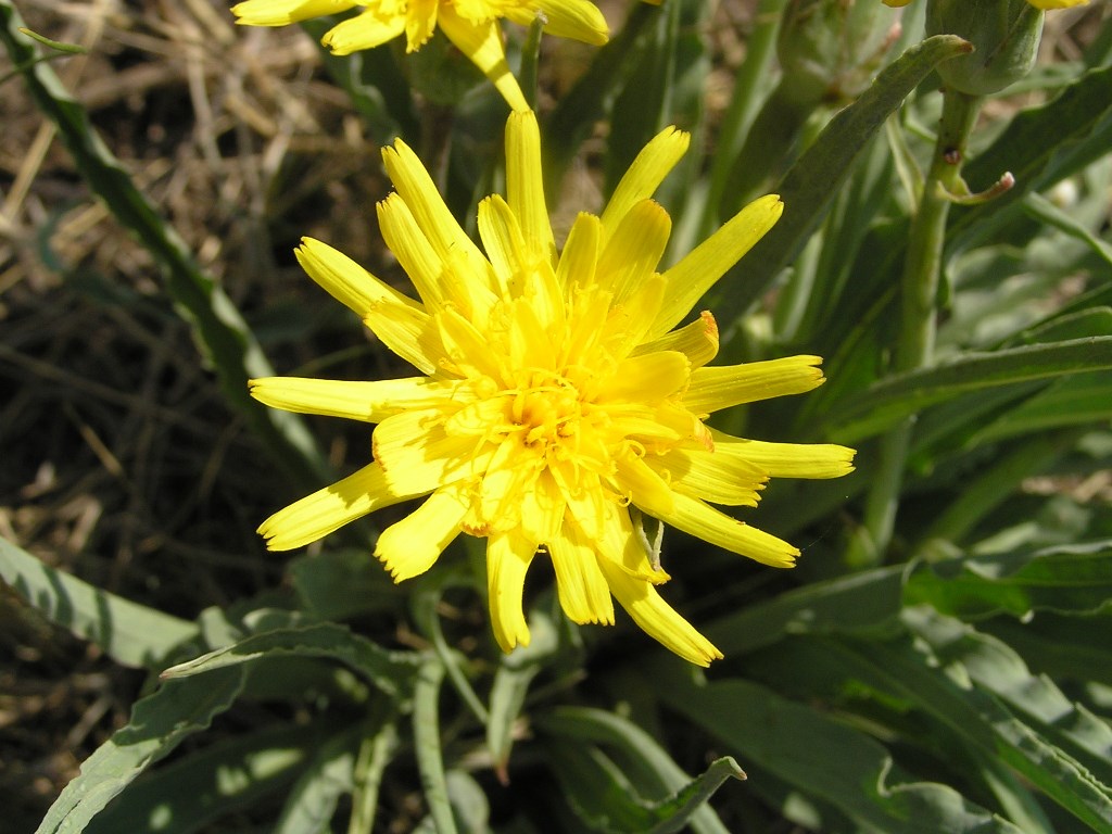 Image of Scorzonera austriaca specimen.