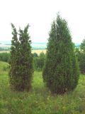 Juniperus communis. Взрослые деревья на суходольном лугу. Удмуртия, Завьяловский р-н, окр. дер. Дуброво. 18.07.2009.