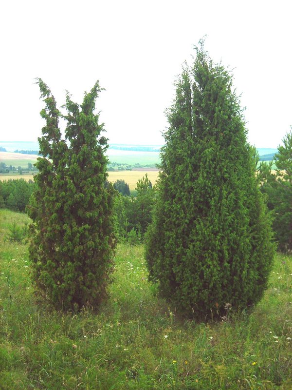 Image of Juniperus communis specimen.