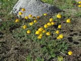 Anthemis marschalliana ssp. pectinata