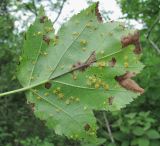 Sorbus torminalis. Лист (вид снизу) со спороношениями ржавчинного гриба Gymnosporangium. Краснодарский край, Абинский р-н, гора Западный Папай. 10.07.2016.