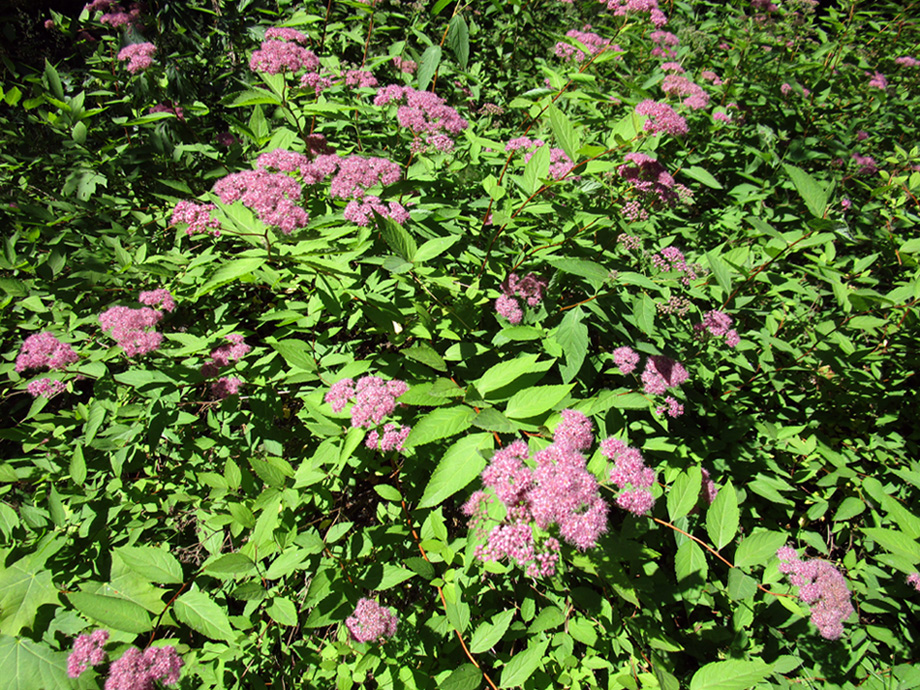 Изображение особи Spiraea japonica.