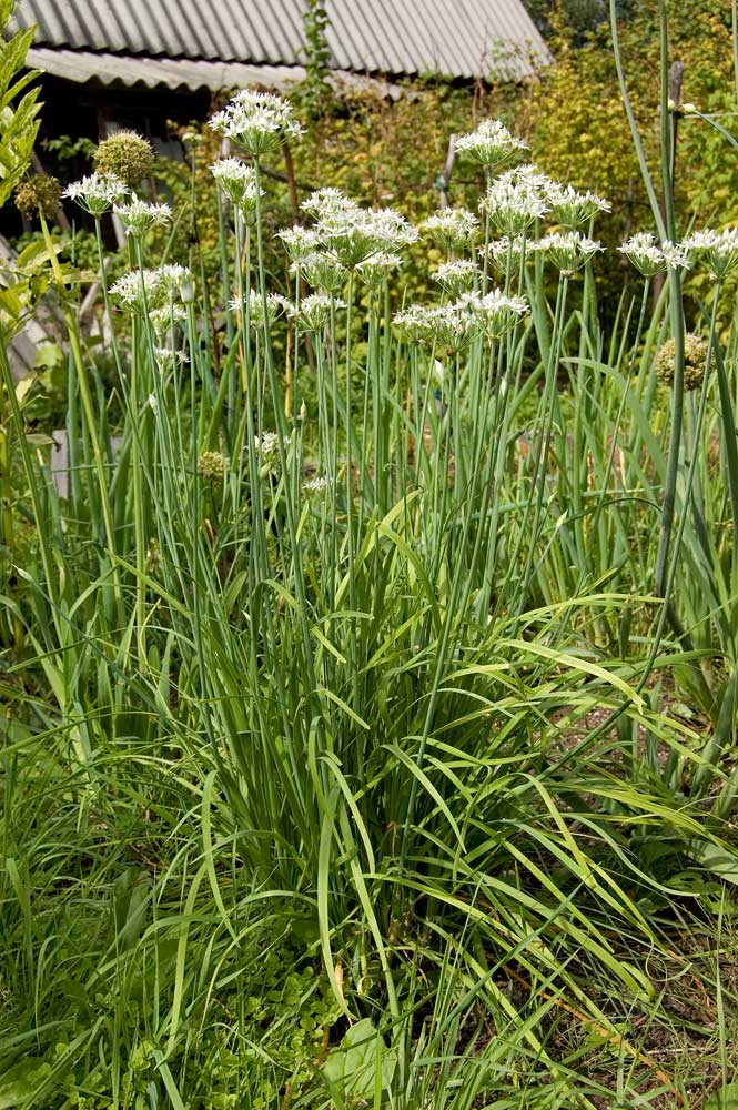 Image of Allium ramosum specimen.