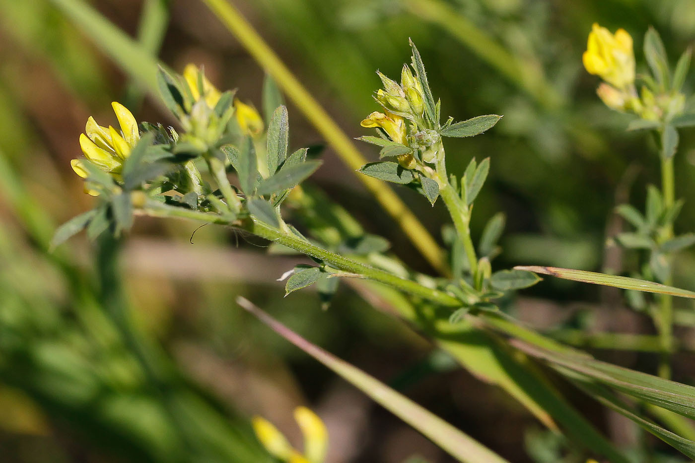 Изображение особи Medicago romanica.