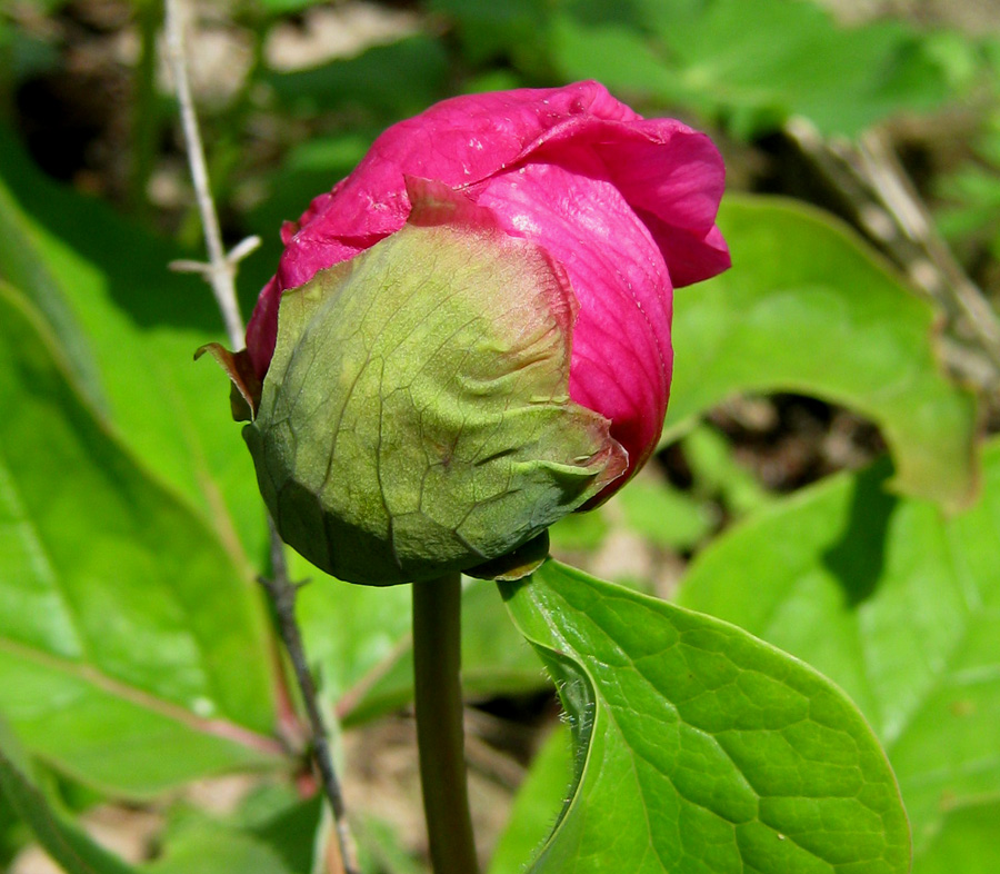 Image of Paeonia caucasica specimen.