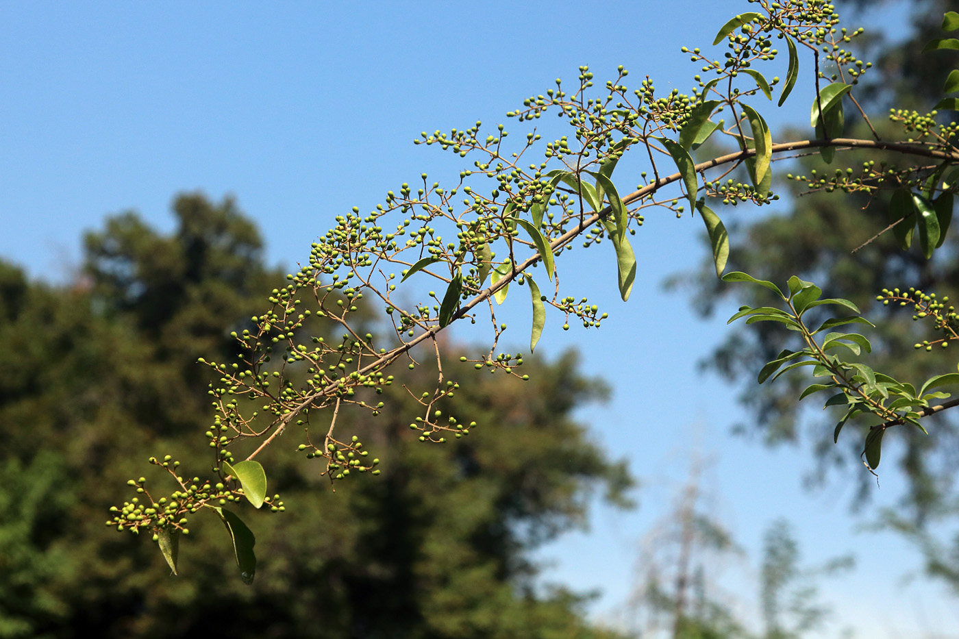 Image of Ligustrum sinense specimen.