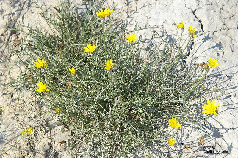 Image of Scorzonera cana specimen.