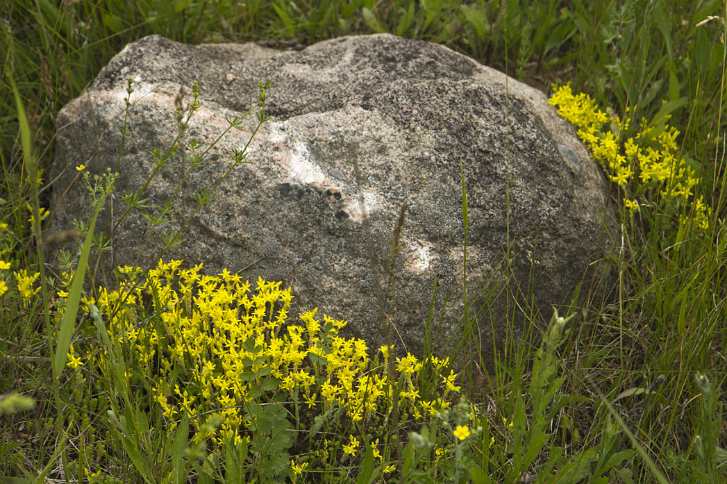 Image of Sedum acre specimen.