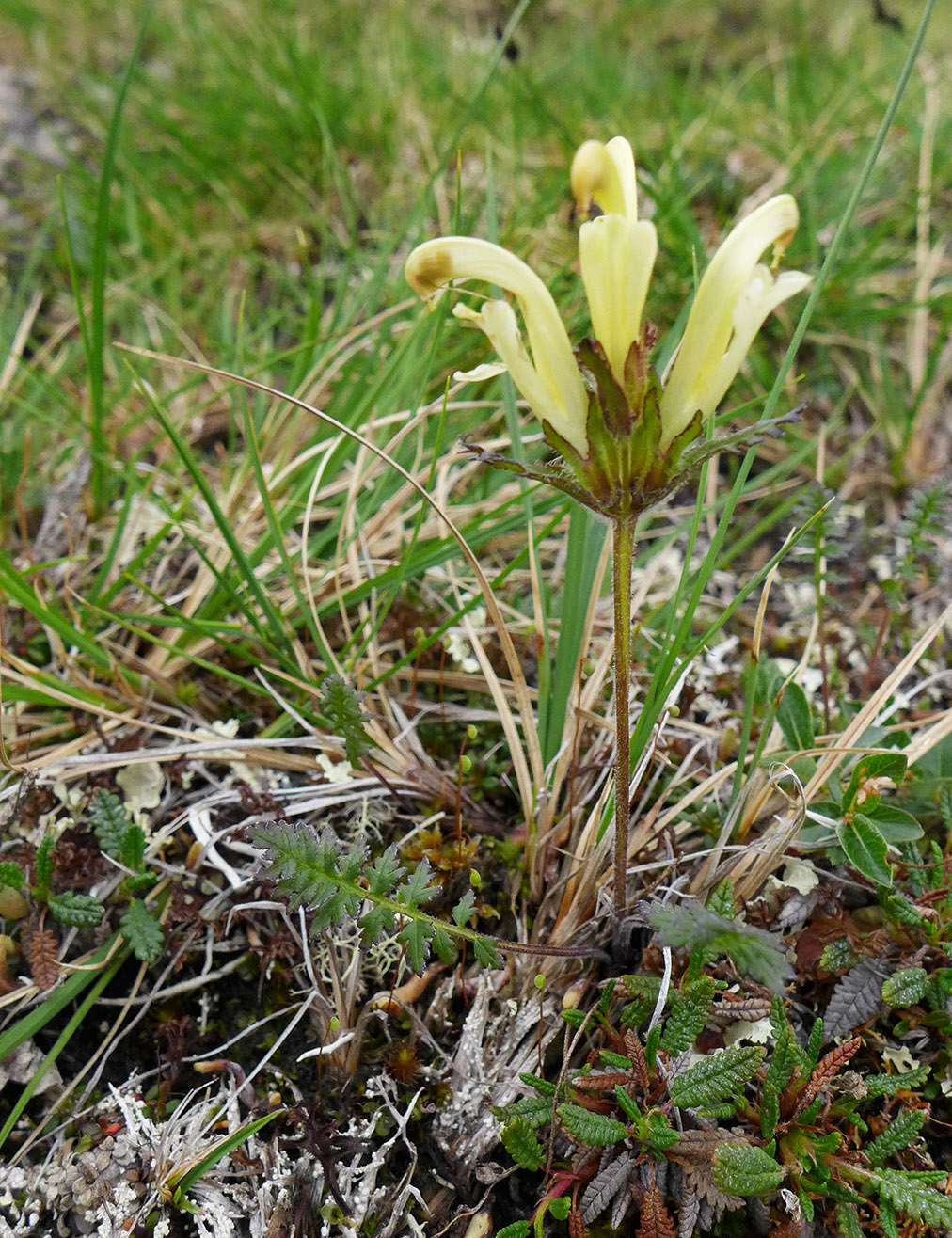 Image of Pedicularis capitata specimen.