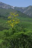 Ferula tenuisecta. Цветущее растение. Казахстан, Тянь-Шань, хр. Таласский, зап. Аксу-Джабаглы, ущ. Кши-Каинды. 22.05.2016.