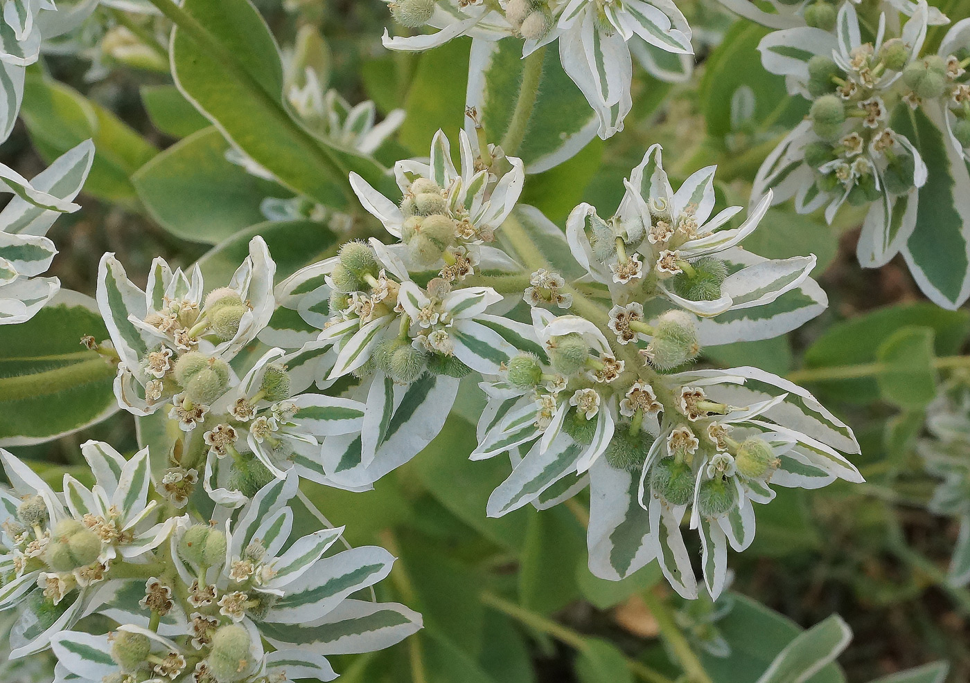 Изображение особи Euphorbia marginata.