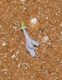 Sixalix arenaria