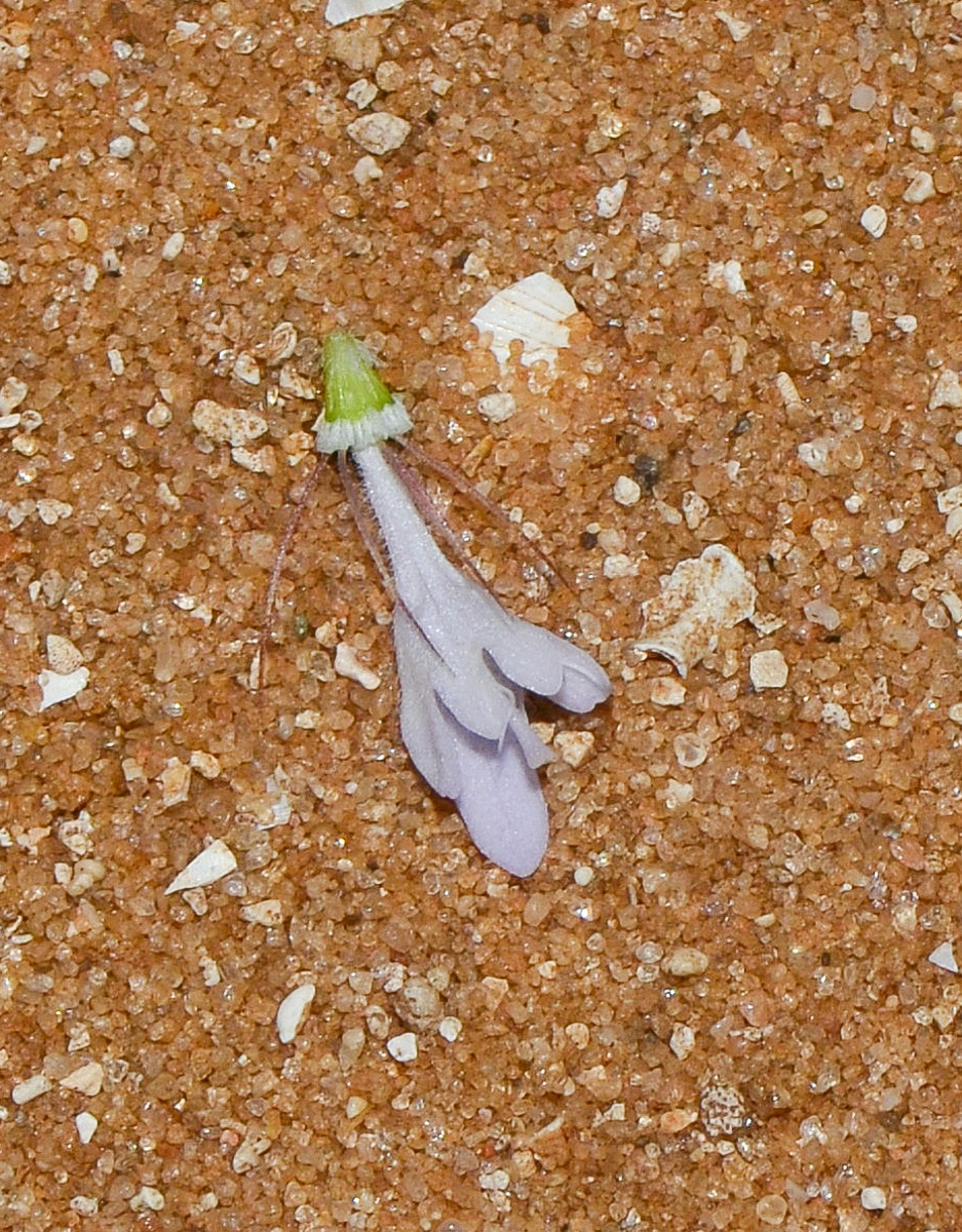 Image of Sixalix arenaria specimen.