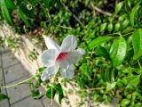 Pandorea jasminoides