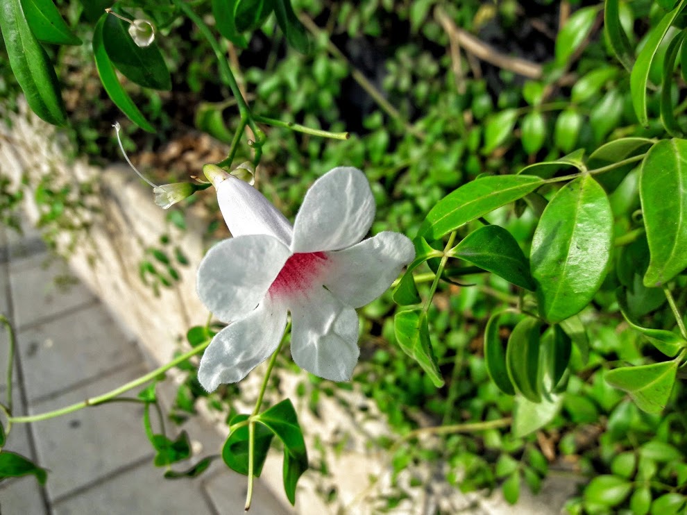 Изображение особи Pandorea jasminoides.