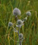 Eryngium planum. Верхушка цветущего растения. Восточный Казахстан, Уланский р-н, окр. с. Украинка, солончаковый луг. 10.07.2016.
