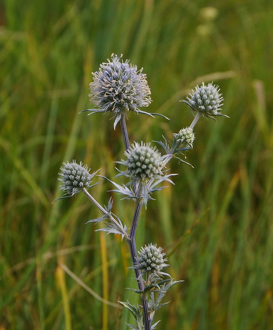 Изображение особи Eryngium planum.