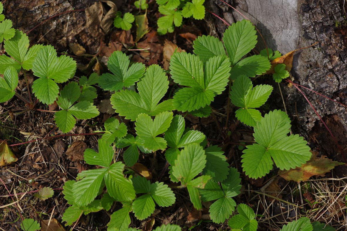 Изображение особи Fragaria vesca.