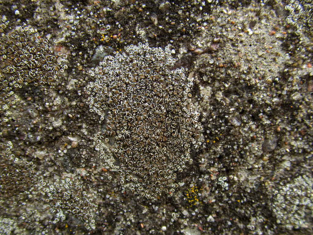 Image of genus Lecanora specimen.