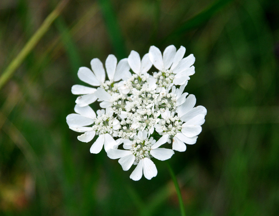 Изображение особи Orlaya grandiflora.