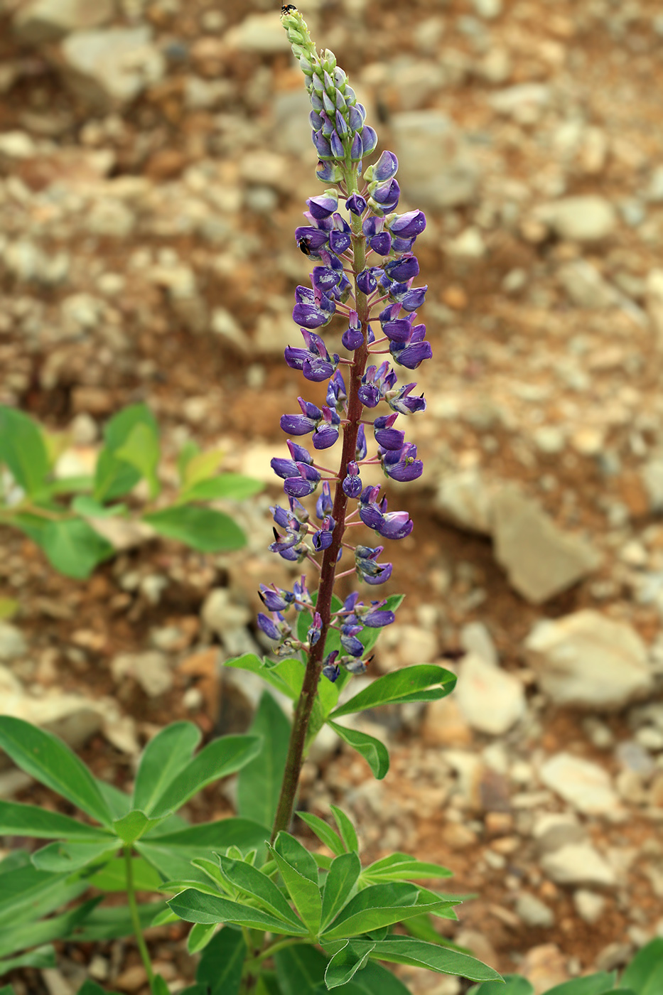 Изображение особи Lupinus polyphyllus.