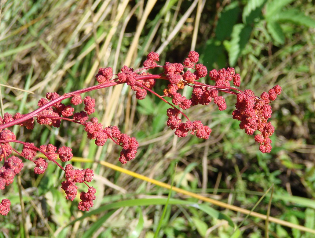 Image of genus Chenopodium specimen.