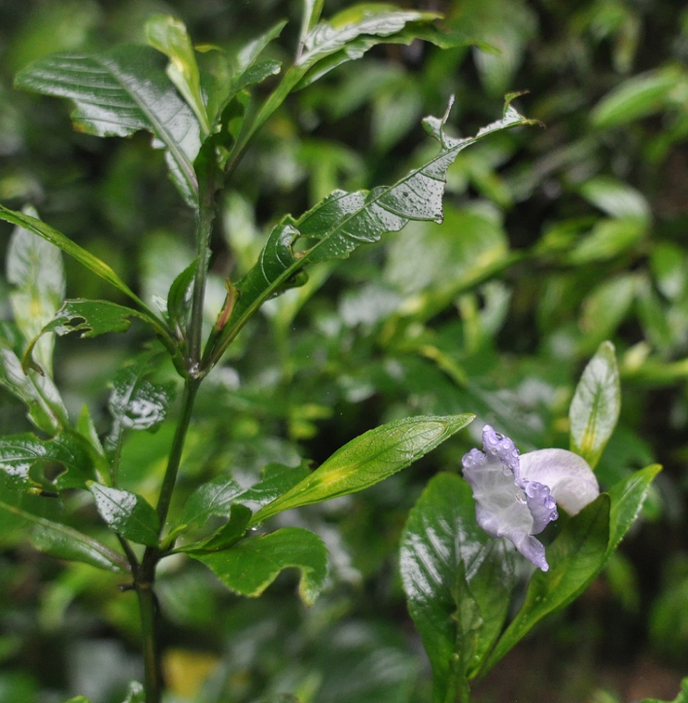 Изображение особи род Strobilanthes.