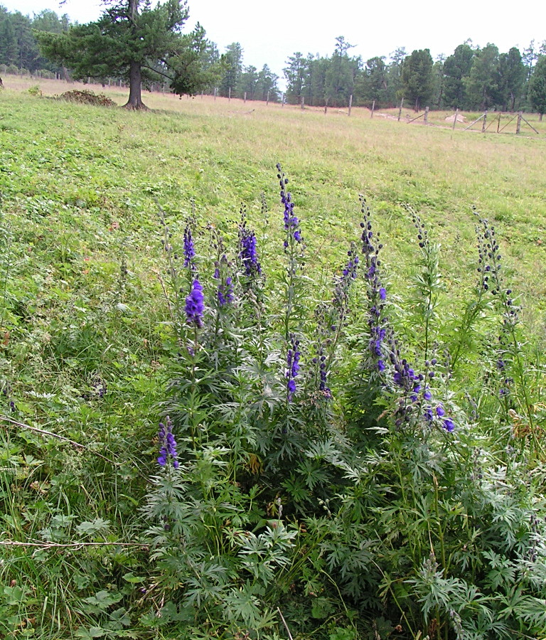 Изображение особи Aconitum altaicum.