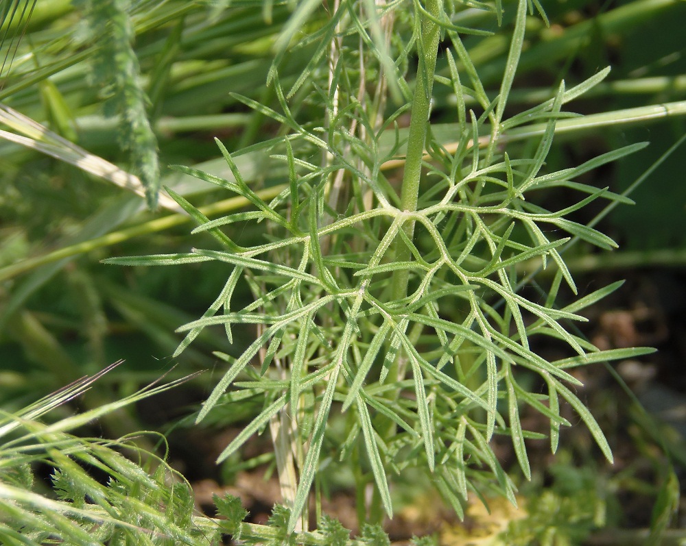 Image of Delphinium ajacis specimen.