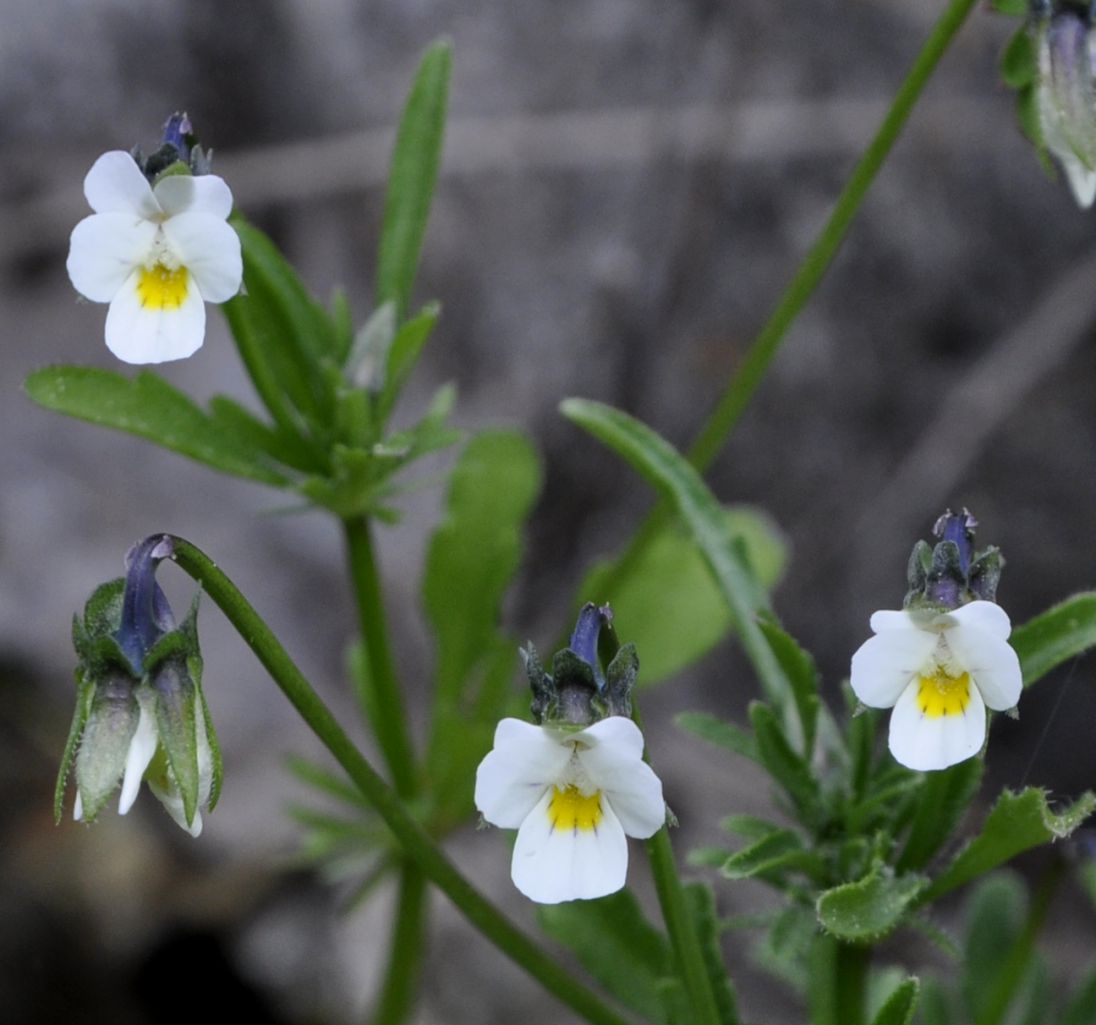 Image of Viola kitaibeliana specimen.