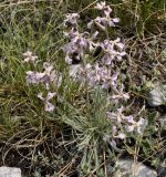 Matthiola fruticulosa