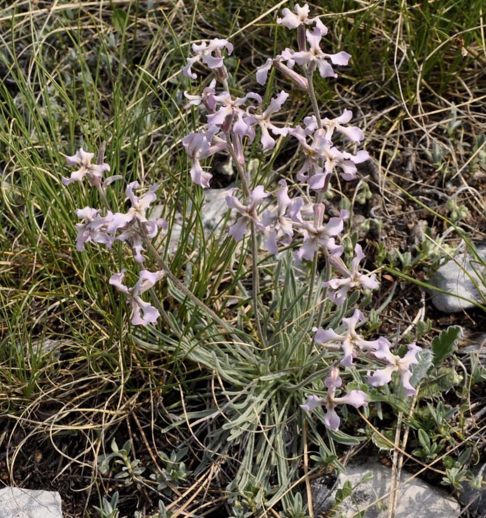 Изображение особи Matthiola fruticulosa.