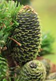 Abies sachalinensis