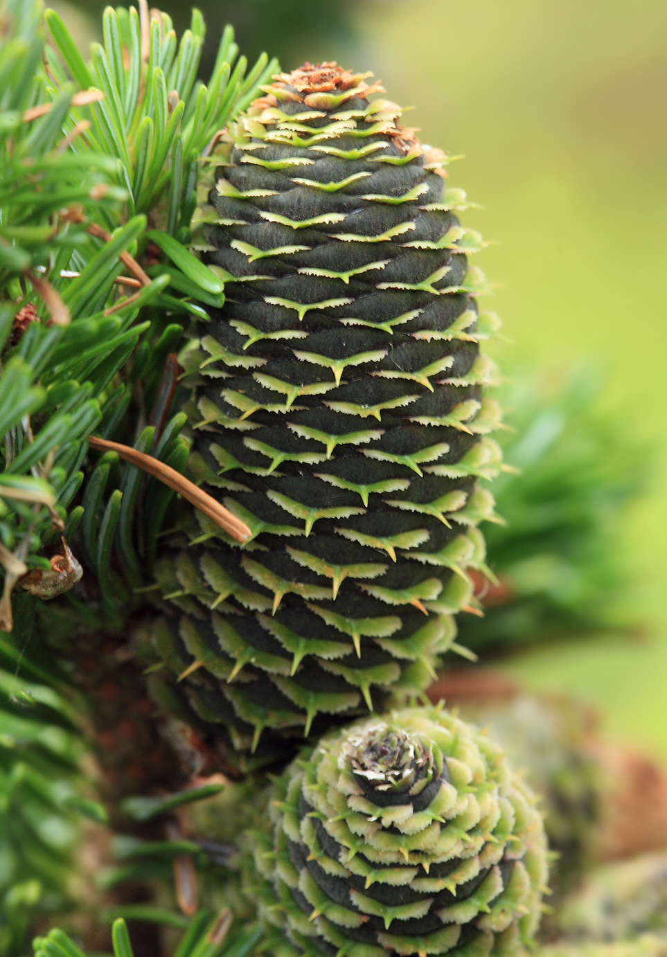 Image of Abies sachalinensis specimen.