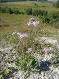 Aster amellus. Цветущее растение. Республика Мордовия, Большеберезниковский р-н, окр. с. Вейсэ, открытый склон с выходами мергелисто-меловых пород. 5 августа 2016 г.