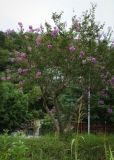 Lagerstroemia indica