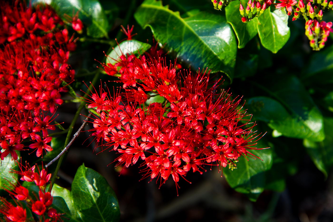 Изображение особи род Combretum.