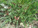 Astragalus demetrii. Цветущее и плодоносящее растение. Ставропольский край, окр. Ставрополя, Беспутская поляна. 30.05.2007.