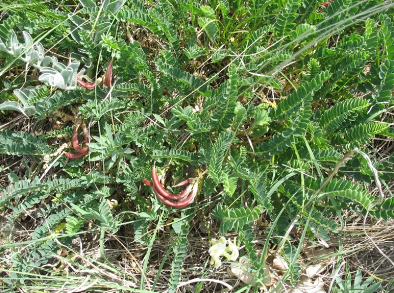 Изображение особи Astragalus demetrii.