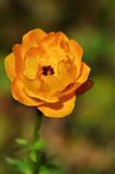 Trollius altaicus